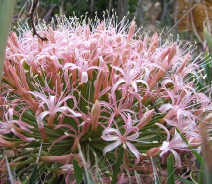 Boophane disticha, the pink form; Photographed by Erhan Uludag